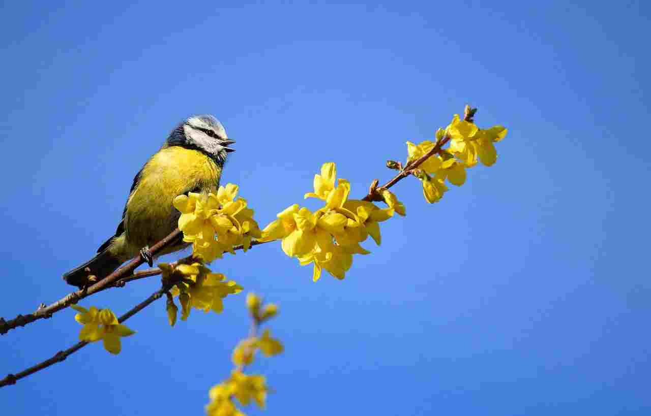 Sparrows poem